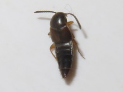 Oxypoda acuminata