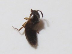 Oxypoda acuminata