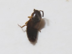 Oxypoda acuminata