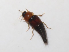 Tachyporus dispar