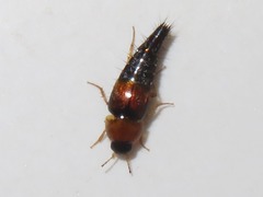 Tachyporus dispar