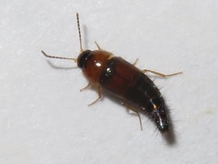 Tachyporus dispar