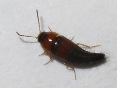 Tachyporus dispar