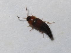Tachyporus dispar