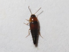 Tachyporus dispar