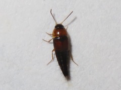 Tachyporus dispar