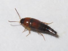 Tachyporus dispar