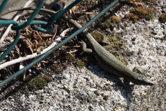 Podarcis muralis maculiventris