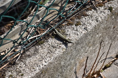 Podarcis muralis maculiventris