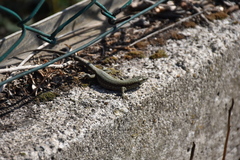 Podarcis muralis maculiventris