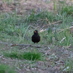 Turdus merula