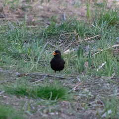 Turdus merula