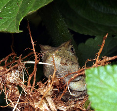 Lophosaurus spinipes