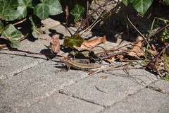 Podarcis muralis maculiventris
