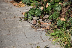 Podarcis muralis maculiventris