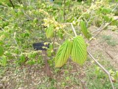 Corylopsis spicata
