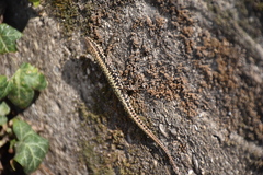 Podarcis muralis maculiventris
