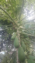 Carica papaya