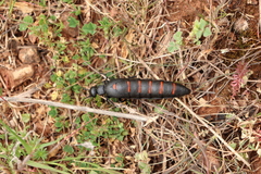 Berberomeloe