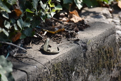 Podarcis muralis maculiventris