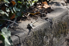 Podarcis muralis maculiventris
