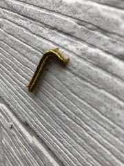 Euthrix albomaculata directa