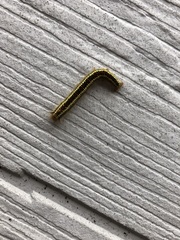 Euthrix albomaculata directa