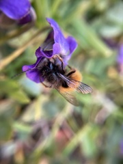 Osmia cornuta