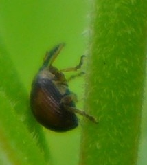 Nanophyes