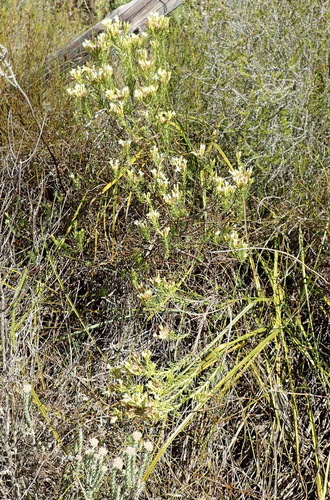Image of Pteronia teretifolia by (c) Nicola van Berkel, some rights reserved (CC BY-SA)