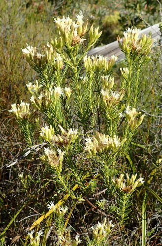 Image of Pteronia teretifolia by (c) Nicola van Berkel, some rights reserved (CC BY-SA)