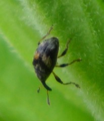 Nanophyes