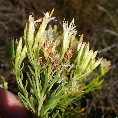 Image of Pteronia teretifolia by (c) Nicola van Berkel, some rights reserved (CC BY-SA)