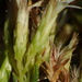 Pteronia teretifolia - Photo (c) Nicola van Berkel, algunos derechos reservados (CC BY-SA), subido por Nicola van Berkel