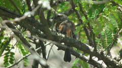 Passer melanurus vicinus
