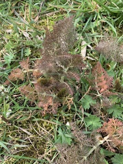 Foeniculum vulgare dulce