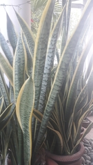 Sansevieria