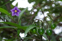 Kangaroo Apple (Solanum aviculare)
