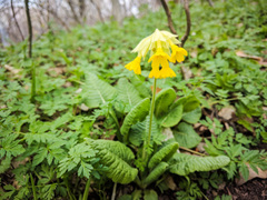 Primula veris macrocalyx