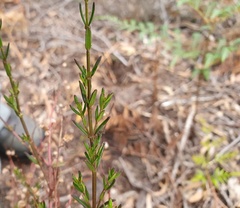 Prostanthera galbraithiae