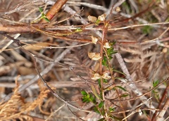 Prostanthera galbraithiae