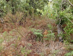 Prostanthera galbraithiae