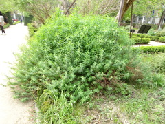 Euphorbia ceratocarpa