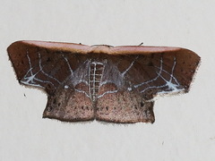 Tessarotis rubrata