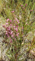 Erica nutans