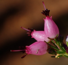 Erica nutans