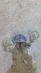 Tachypleus tridentatus