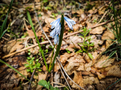 Puschkinia scilloides