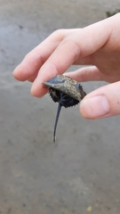 Tachypleus tridentatus