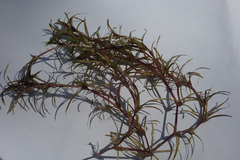 Najas graminea